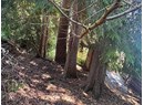 5334 COLEBORN STREET Photo 3