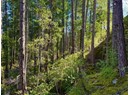 Lot 5 ATLIN AVE Photo 11