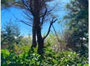 1442 TENNYSON RD Photo 6