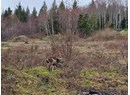 Lot 0 FERNWOOD AVE Photo 9