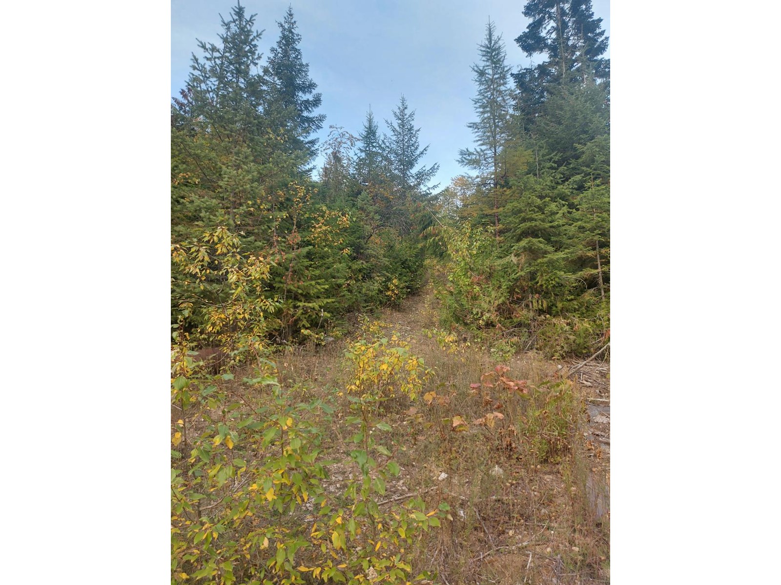 For sale 2345 SHEEP CRK FRST RD, Salmo, British Columbia V0G1Z0