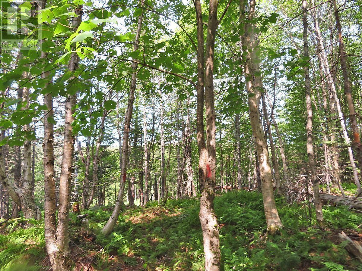 For sale Lot 1 Beechmont Road, Gillis Lake, Nova Scotia B2A4J2