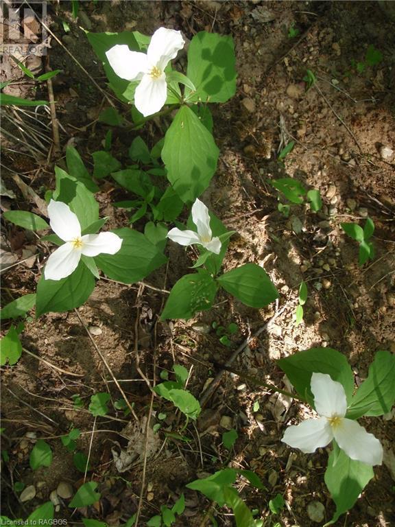 For sale 101 KING Road, Teeswater, Ontario N0G2S0 40522301 REALTOR.ca