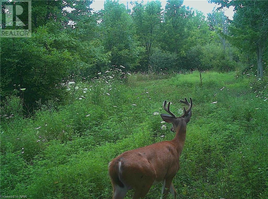 For sale 4511 MILLER Road, Port Colborne, Ontario L3B5N7 40533988 REALTOR.ca