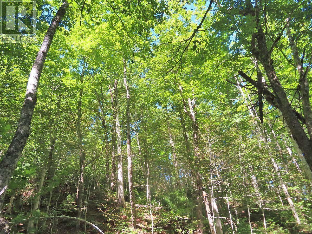 For sale 310 Acres River Denys Mountain Road, Milford, Nova Scotia B0E2Y0 202407285 REALTOR.ca