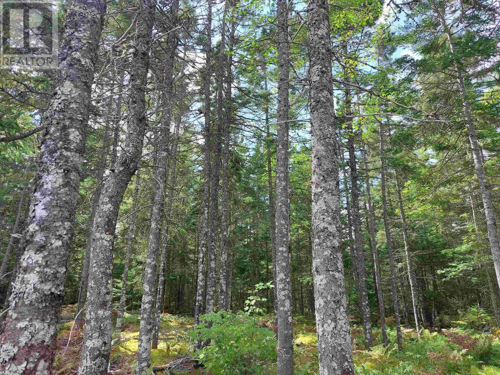 For sale 38 acres Southside River Denys Rd, Valley Mills, Nova Scotia B0E2Y0 202409150