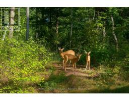 10092 LAKESHORE ROAD - 50