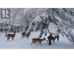 45 SHAW VALLEY DRIVE - 9