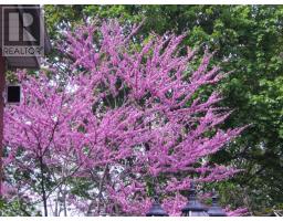 526 CHESTER STREET - 50