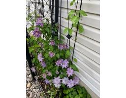 39 - 145 NORTH CENTRE ROAD - 36