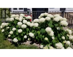 352 HALE STREET - 50