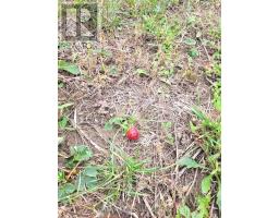1726 4TH CONCESSION ROAD - 15
