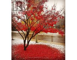 258 RIDOUT STREET S - 47