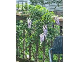 245 EVERGLADE CRESCENT - 36