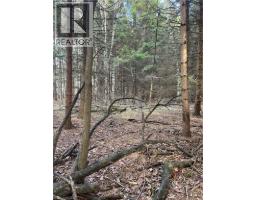 1665 1ST CONCESSION ROAD STR Road - 4