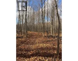 1665 1ST CONCESSION ROAD STR Road - 6