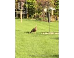 90 WESTON DRIVE - 46