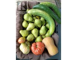 1091 CANFIELD CRESCENT - 40