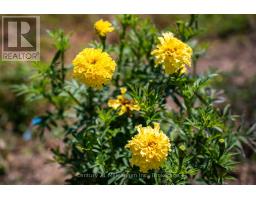 414616 BASELINE ROAD - 11